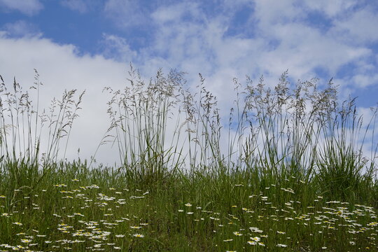 A field of tall wild grasses and wildflowers against a blue sky. These grasses are often found in meadows or used for hay, possibly including species such as orchardgrass or fescue.