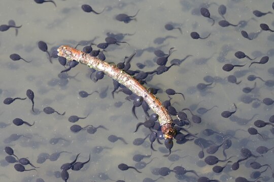 Tadpoles of the Common Toad (Bufo bufo), Thuringia, Germany