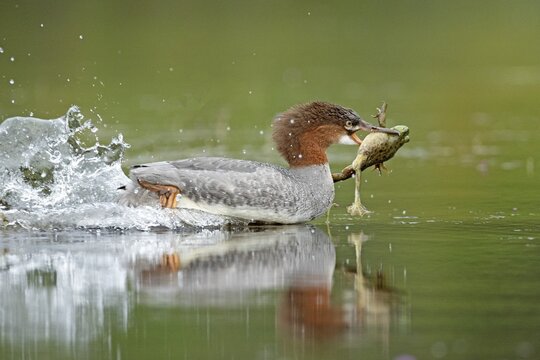 Common merganser. Mergus merganser. A female caught a bull frog and swims fast to escape from a another hungry merganser. Lake Wapizagonke. La Mauricie national park. Province of Qu&eacute;bec. Canada