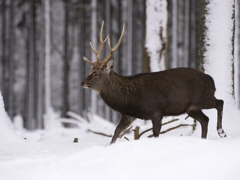 Sika deer (Cervus nippon), stag, captive, Hunsr&uuml;ck, Rhineland-Palatinate, Germany
