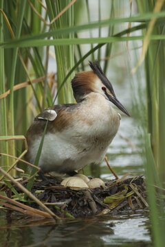Great crested grebe (Podiceps cristatus) adult bird on a nest with eggs on a lake in summer, England, United Kingdom
