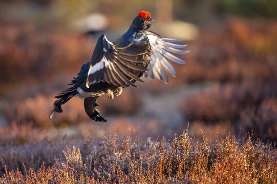 Black grouse (Lyrurus tetrix), black grouse courtship in Sweden, F&aring;gelsj&ouml;, G&auml;vleborgs l&auml;n, Sweden
