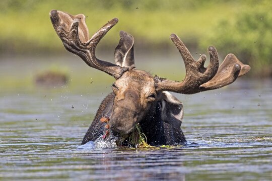 Moose. Alces alces. Bull moose feeding with aquatic vegetation in a lake. La Mauricie national park. Province of Quebec. Canada