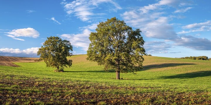Green field with solitary oaks under a blue sky with clouds in autumn, Burgenlandkreis, Saxony-Anhalt, Germany
