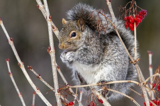 Eastern gray squirrel (sciurus carolinensis) eating fruits in a tree, Montreal botanical garden, province of Quebec, Canada