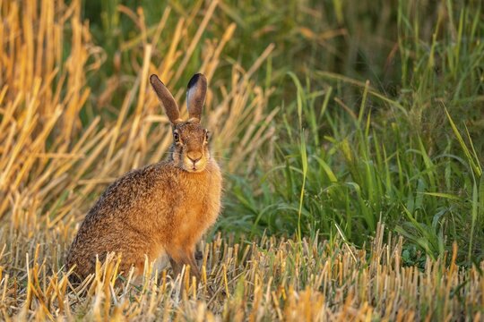 European hare (Lepus europaeus), Vechta, Lower Saxony, Germany