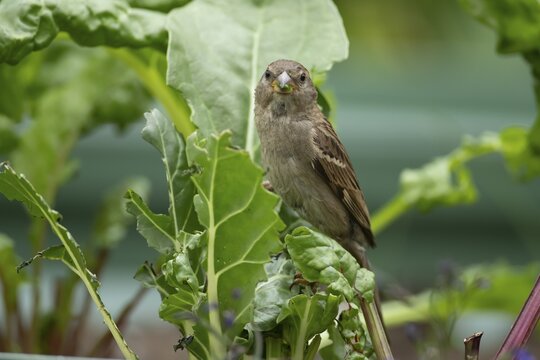 House sparrow (Passer domesticus) adult garden bird eating Swiss chard plant leaves in a vegetable border in summer, England, United Kingdom