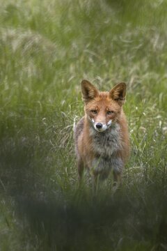 The last photo of the red fox (Vulpes vulpes), a short time later it gets the scent of me and disappears into the forest, hunting, luring, June, Denmark