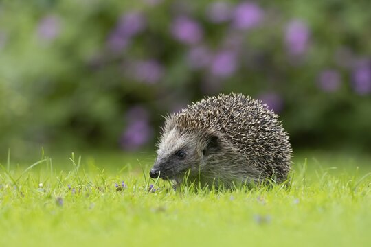 European hedgehog (Erinaceus europaeus) adult animal on a garden grass lawn in summer, England, United Kingdom