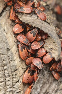 Firebug (Pyrrhocoris apterus), North Rhine-Westphalia, Germany