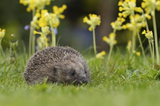 European hedgehog (Erinaceus europaeus) adult animal on an urban garden grass lawn in the spring with flowering Cowslip plants, England, United Kingdom