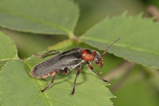 Cantharis fusca (Cantharis fusca), Baden-W&uuml;rttemberg, Germany