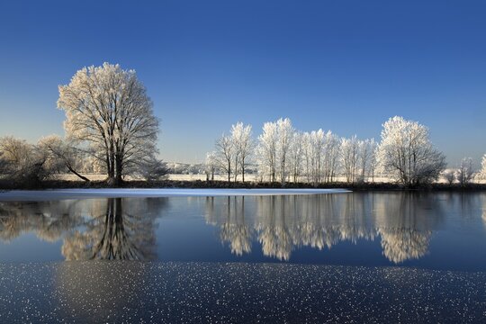 Half-frozen small lake in winter, arm of the Saale, trees with snow and hoarfrost on the shore, ice crystals in the foreground, Lower Saale Valley nature park Park, Halle, Saxony-Anhalt, Germany