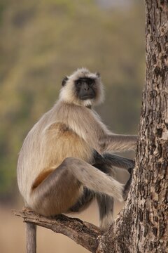 Gray langur (Semnopithecus entellus) monkey adult sitting in a tree, Bandhavgarh, Madhya Pradesh, India