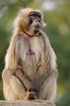 Djelada or gelada baboon (Theropithecus gelada), captive, occurring in Ethiopia