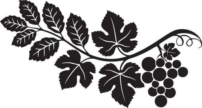 Black silhouette grapevine with leaves and grapes