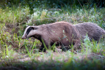 european badger foraging in natural woodland habitat © taviphoto