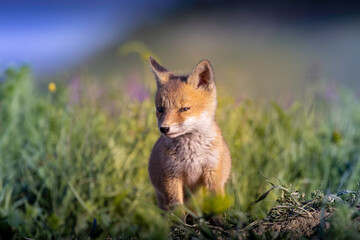 Naklejka premium cute fox cub portrait in meadow grass