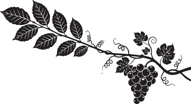 Black silhouette grapevine with leaves and grapes vines