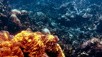 Obraz premium Sunlight Illuminating Vibrant Hard Coral Reef in Palau Underwater