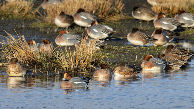 wigeon at waters edge on marsh land