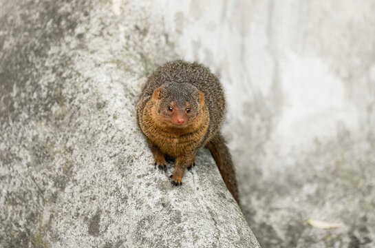 Portrait of a dwarf mongoose in the wild. Close-up of the animal. Helogale.
