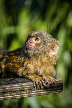 Portrait of a pygmy marmoset. Close-up of the animal. Cebuella.
