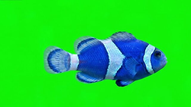 Fish Video of one Electric Blue Phantom clownfish are swimming on the green screen background