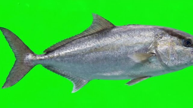 Fish Video of one Greater amberjack are swimming on the green screen background