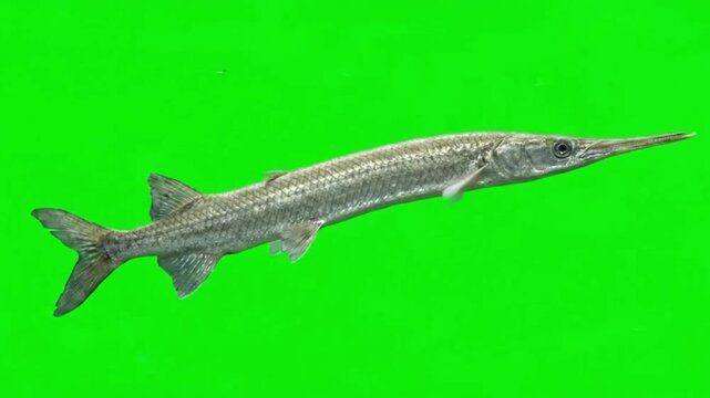 Fish Video of one Longnose gar are swimming on the green screen background
