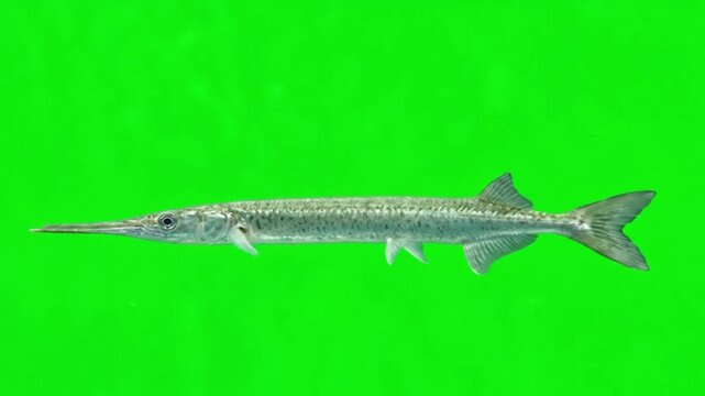 Fish Video of one Longnose gar are swimming on the green screen background