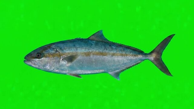 Fish Video of one Greater amberjack are swimming on the green screen background