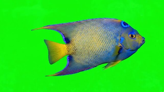Fish Video of one Queen angelfish are swimming on the green screen background