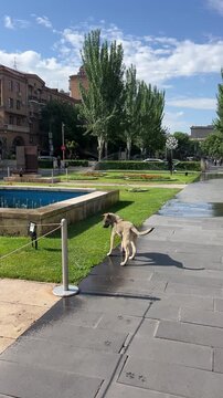 A Dog Exploring an Urban Oasis: A happy dog, with tail wagging, explores a sunny public park featuring a fountain and surrounding buildings. Armenia, Yerevan