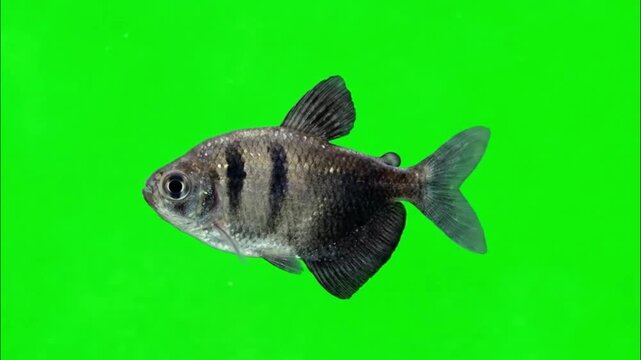 Fish Video of one Black tetra are swimming on the green screen background
