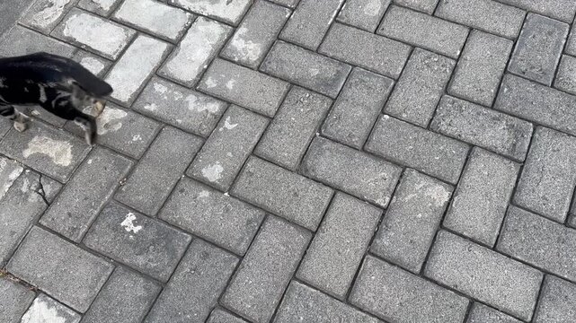 Black cat walking across interlocking brick pavement outdoors. Domestic feline exploring urban environment, everyday animal behavior, neighborhood scene, pet lifestyle, and street photography concep