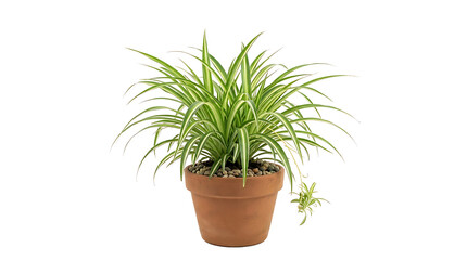 Fototapeta premium Spider plant in terracotta pot isolated on transparent PNG background, decorative indoor houseplant for home, office, and botanical design