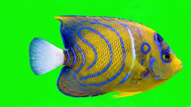 Fish Video of one Regal angelfish are swimming on the green screen background
