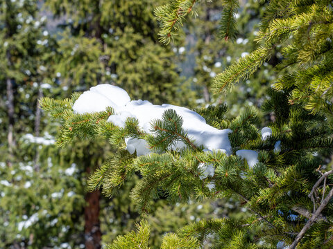Branch of a pine tree with a cover of snow
