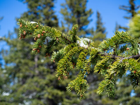 Branch of a pine tree with a light cover of snow