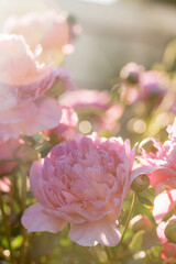 Fototapeta premium Beautiful, lush peonies in the garden on a summer evening