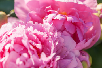Beautiful, lush peonies in the garden on a summer evening © Olga Tkacheva