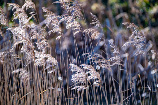 Schilf in einem Teich(Phragmites australis)