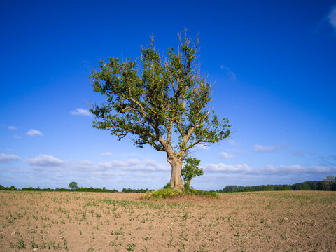 Gemeine Esche,Fraxinus excelsior