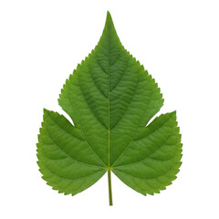 Fototapeta premium Single vibrant green mulberry leaf with distinct veins and serrated edges isolated on a transparent background