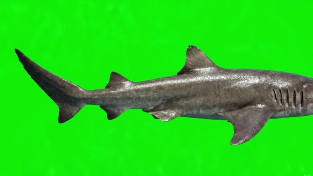 Fish Video of one Greenland shark are swimming on the green screen background