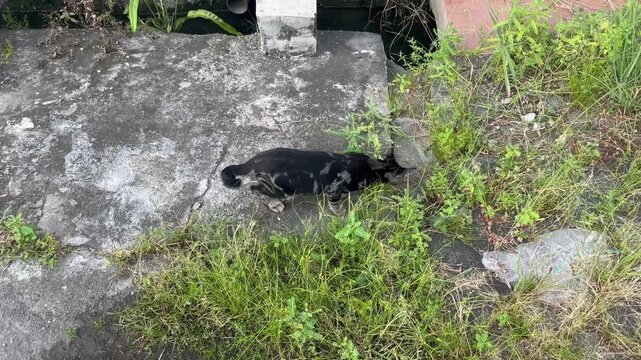 Black cat walking on concrete path beside grassy area outdoors. Domestic feline in urban environment, animal behavior photography, pet lifestyle scene, neighborhood exploration, and everyday nature co
