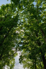 Fototapeta premium Tall green trees with lush foliage against a bright sky. Sunlight filters through the leaves, creating a serene and peaceful atmosphere.