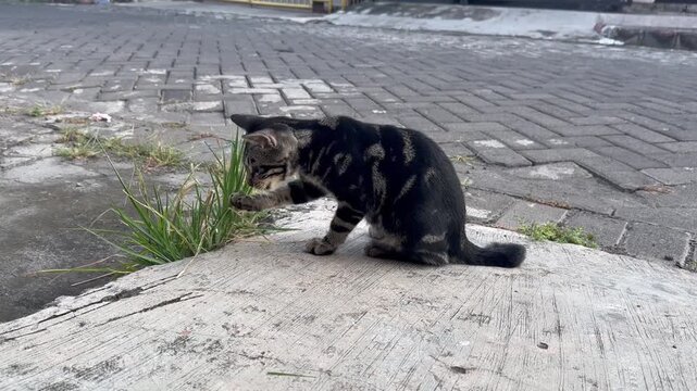 Black cat walking on concrete path beside grassy area outdoors. Domestic feline in urban environment, animal behavior photography, pet lifestyle scene, neighborhood exploration, and everyday nature co