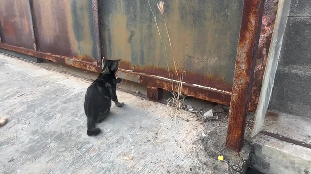 Black cat sitting in front of weathered metal gate outdoors. Domestic feline observing surroundings, everyday animal behavior, urban neighborhood scene, pet lifestyle, and street photography concept